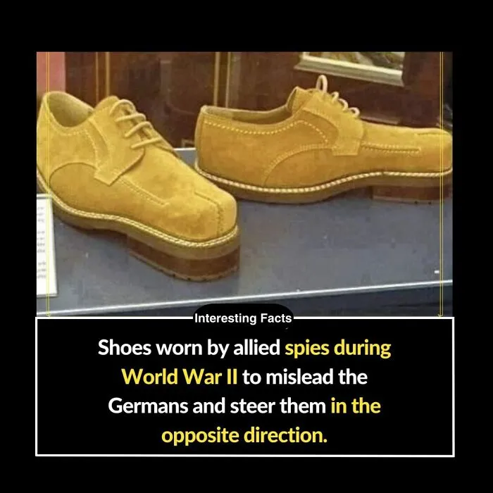 50 True Interesting Facts About Random Things, Shared By This Facebook Page