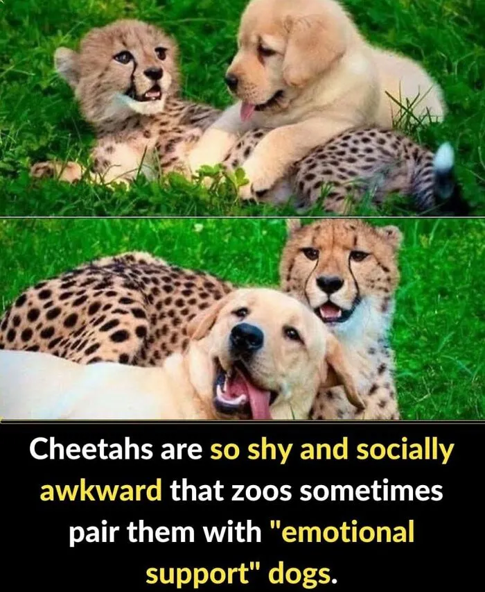50 True Interesting Facts About Random Things, Shared By This Facebook Page