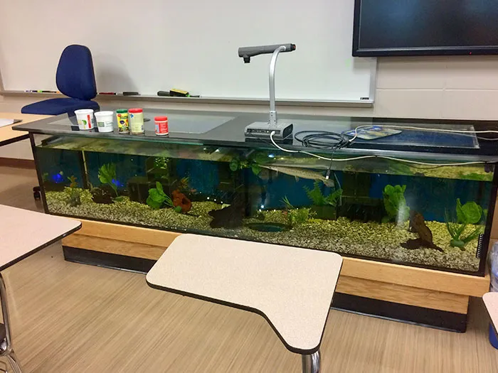 Science Teacher’s Desk Is A Fish Tank