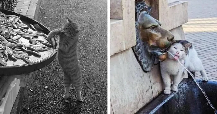 This Account Shared 29 Amusing Street Photos Featuring Cats