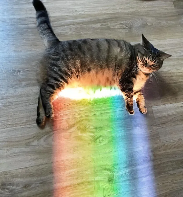 Rainbow Belly!!