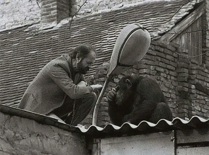 El director del zoo de Belgrado convenciendo a un chimpancé que se escapó para que vuelva, 1988