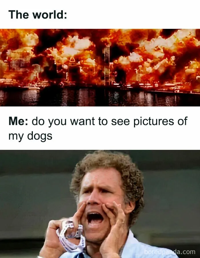 Hilarious meme with a chaotic scene labeled "The world" and a person asking to see dog pictures.