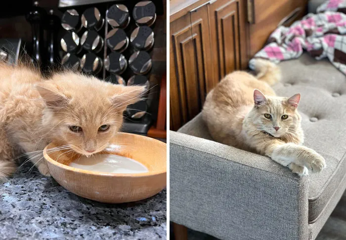 I Adopted A Barn Kitty. Was Told He Wouldn’t Get Too Big. One Year Later, Here We Are