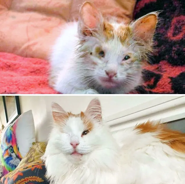 Princess Sasha, AKA Princess Scruff Scruff. Found In A Trashcan. She Was Shouting So Loudly To Be Saved. It Was Touch-And-Go But The Staff At The Vet Were So Amazed By Her Spirit