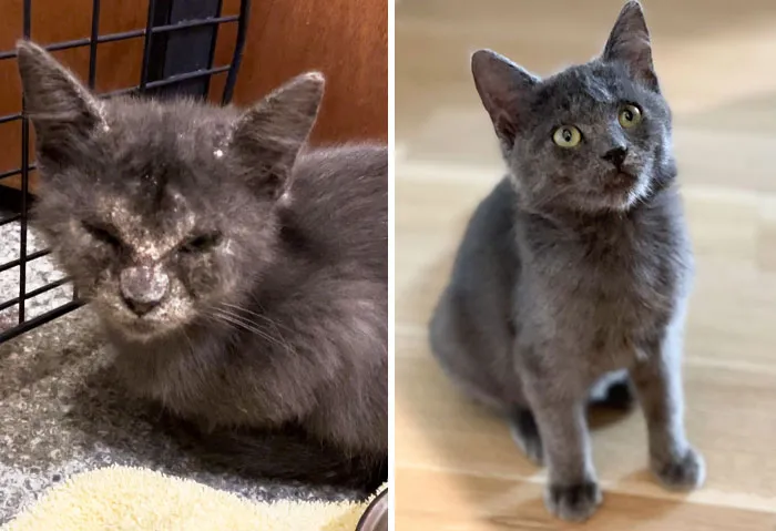 I Rescued A Kitten With Mange, But He's Feeling Better. I Named Him Vincent