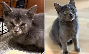 50 Cats Who Got A Second Chance At Life And Their Amazing Transformations (New Pics)