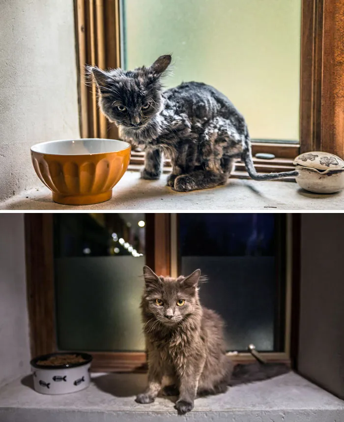 This Is Barley. My Son And I Found Her By The Road. She Was Very Thin And Covered In Fleas. Now She's Healthy And Simply The Sweetest Little Cat Ever