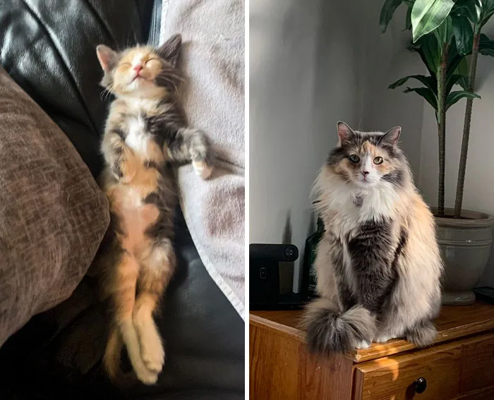 Farmers Were Feeding Kittens To Their Dogs, And I Rescued This Beauty. Before vs. After