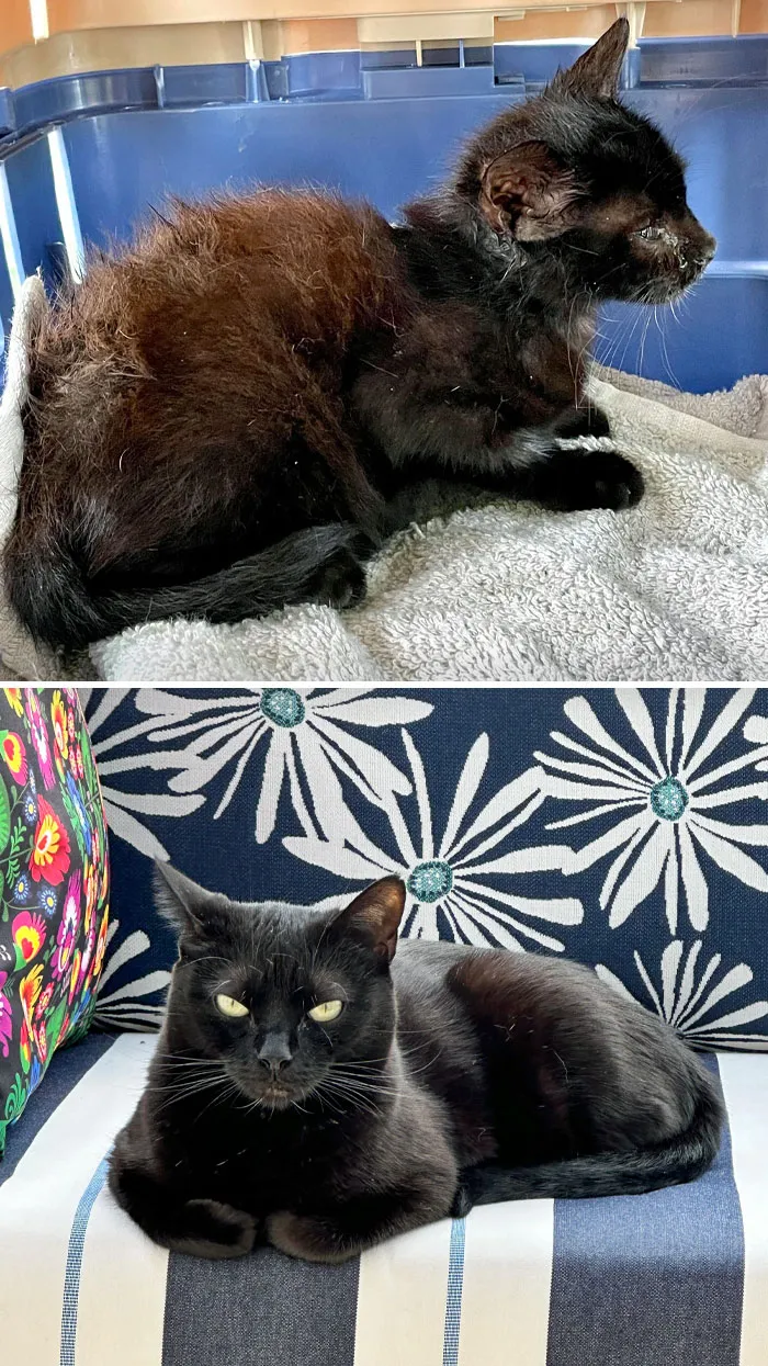 Picked Bambi Up Off The Street In 2021. She Was A Foster Fail Due To Being A Black Cat. I Think She’s Forgotten Her Rough Beginnings, Given Her Sassy Attitude