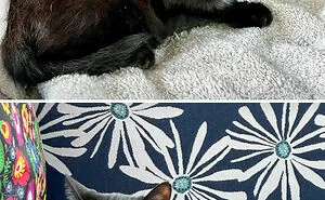 50 Cats Who Got A Second Chance At Life And Their Amazing Transformations (New Pics)