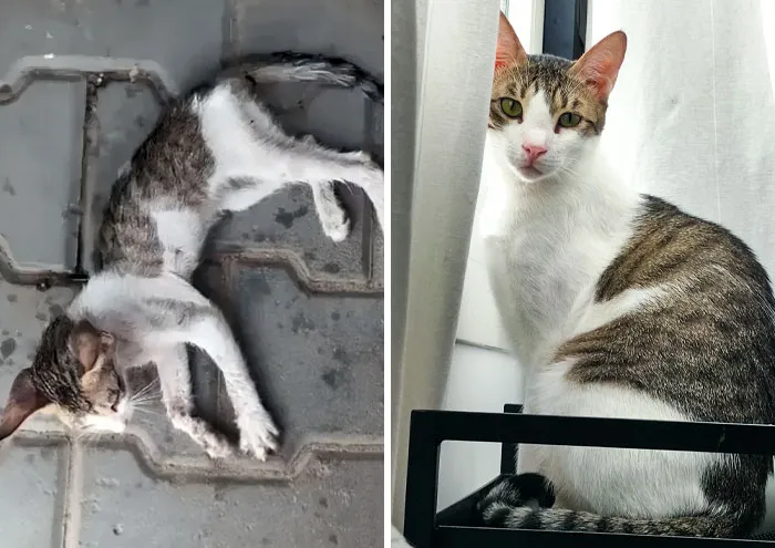 This Is Timon, A Cat I Wanted To Bury When I First Saw Him Because I Thought He Was Dead. Now He Is 2 Years Old And Thriving