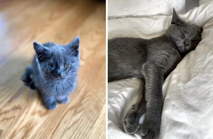 Baby Pearl Was Found Under The Dumpsters Behind A Restaurant And Is Doing Much Better Now