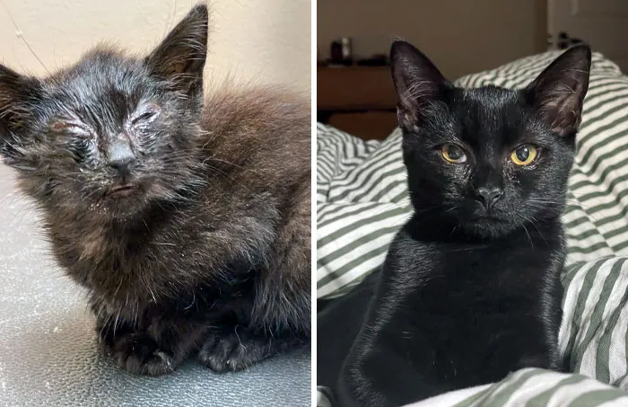 Minnie At Rescue And Now. She Is Still Nervous, But We Are Getting There