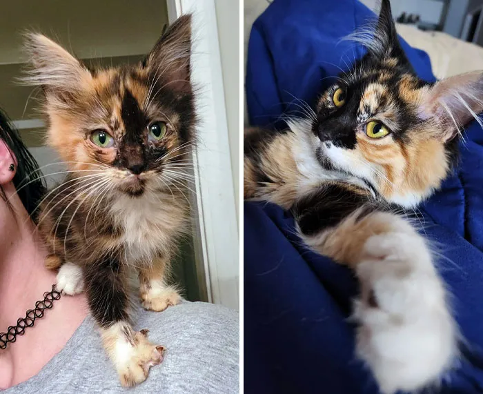 She Was In The Middle Of The Street And Riddled With Worms. She Is Now Healthy, Loved, And Very Ungrateful