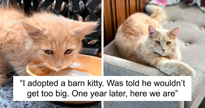 50 Cats Who Got A Second Chance At Life And Their Amazing Transformations (New Pics)