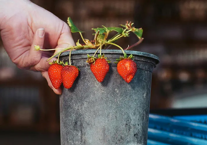 “How To Use And Repair Everything”: 40 Skills That Help People Thrive In Tough Times
