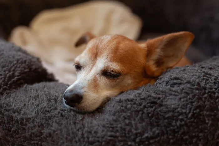 Nap Time!