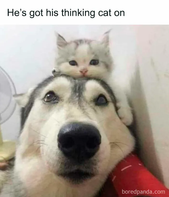50 Times Animal Pics Were Just A Funny Meme Waiting To Happen