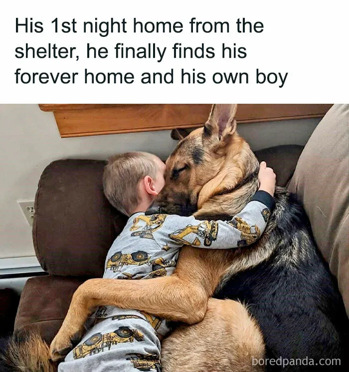 50 Dog Memes To Make Your Day Much Brighter