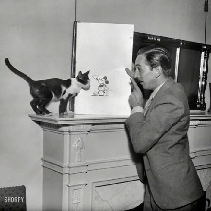 73 Vintage Photos Of Cats That Show Nothing Has Changed In Decades, Collected By This Journalist (New Pics)