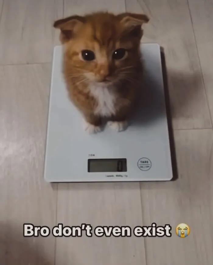 50 Hilarious And Adorable Cat Memes That Prove Why The Internet Loves Them So Much (New Pics)