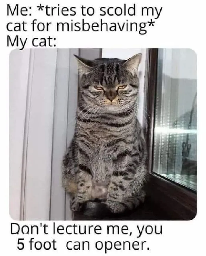 50 Hilarious And Adorable Cat Memes That Prove Why The Internet Loves Them So Much (New Pics)
