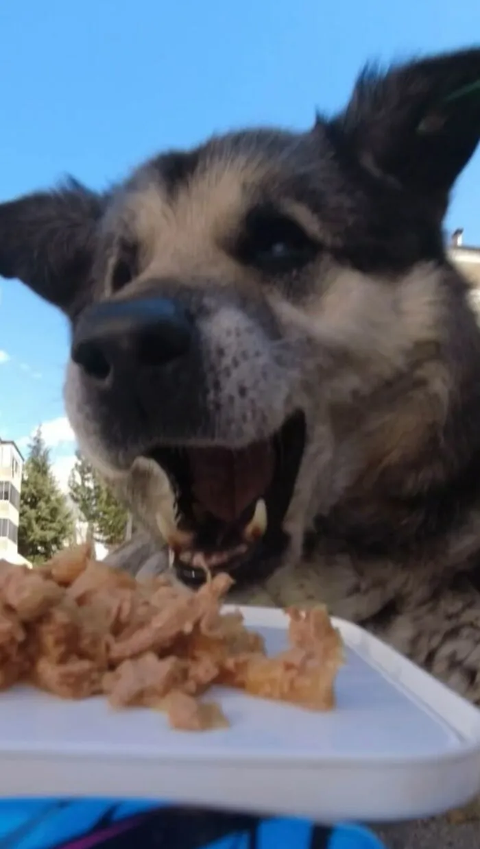 30 Times This Guy Used A Drone And Remote Control Car To Find And Feed Stray Cats