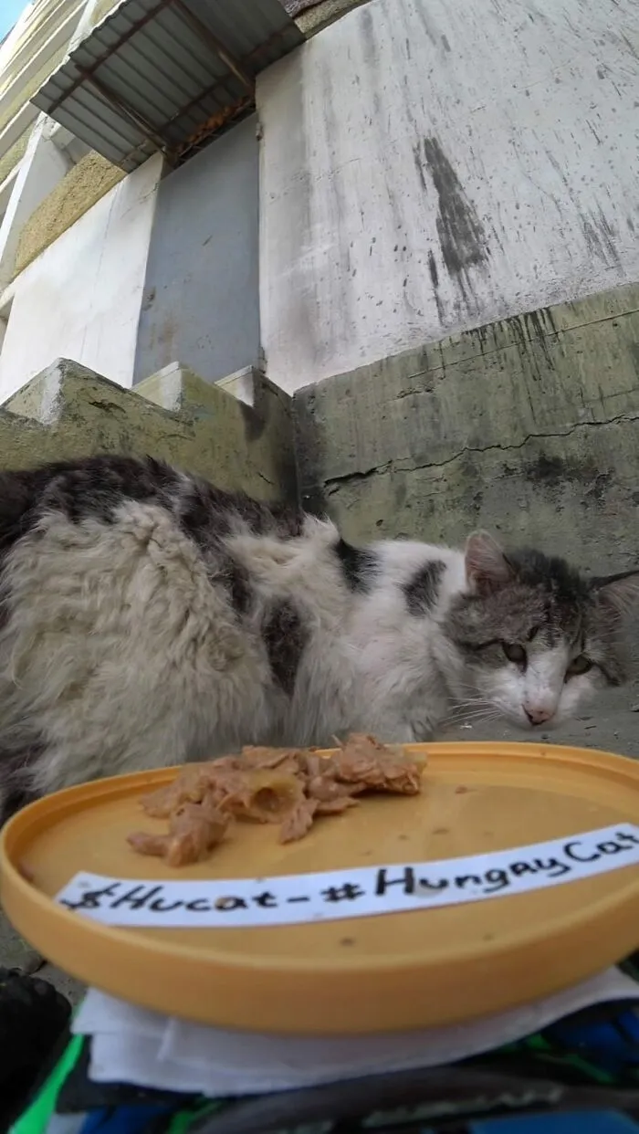 30 Times This Guy Used A Drone And Remote Control Car To Find And Feed Stray Cats