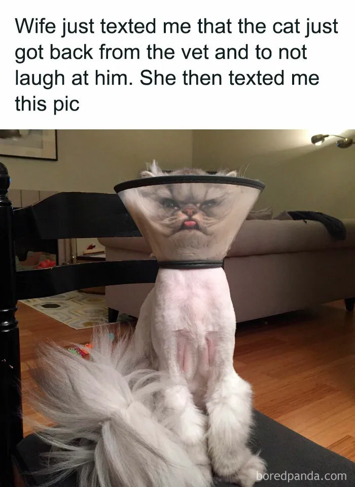 50 Hilarious And Adorable Cat Memes That Prove Why The Internet Loves Them So Much (New Pics)