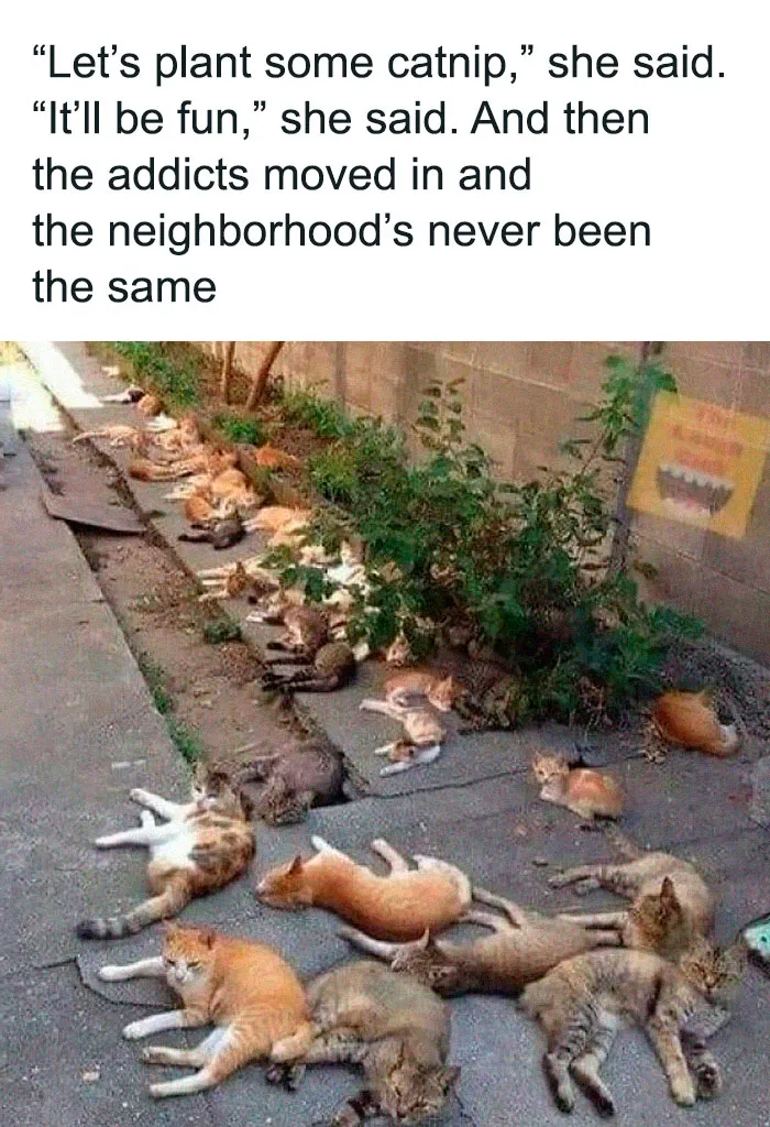 50 Times Animal Pics Were Just A Funny Meme Waiting To Happen