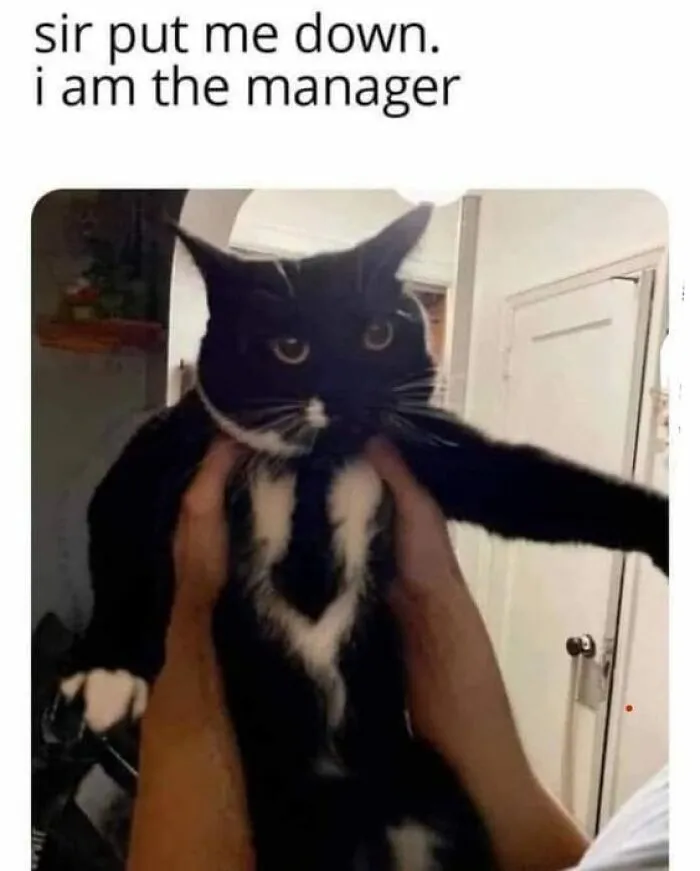 50 Hilarious And Adorable Cat Memes That Prove Why The Internet Loves Them So Much (New Pics)