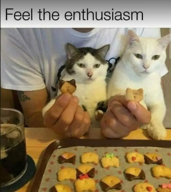 50 Hilarious And Adorable Cat Memes That Prove Why The Internet Loves Them So Much (New Pics)
