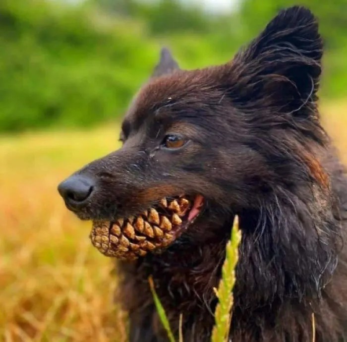 That Are Some Ferocious Teeth
