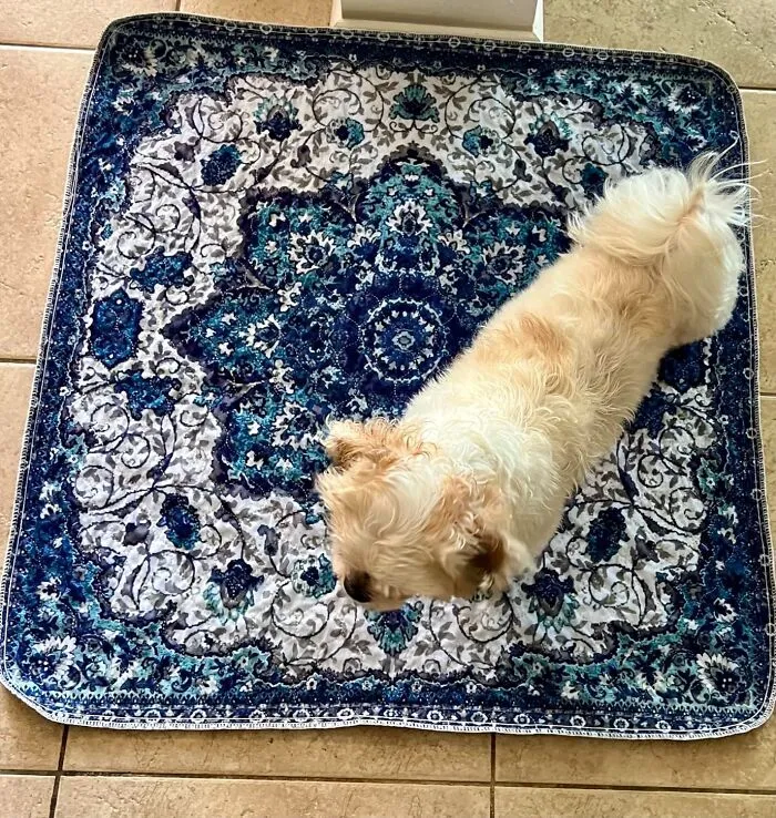 Puppy Training, Senior Dogs, Or Just Everyday Accidents:  <a Style="Display:inline;" Href="Https://Www.amazon.com/Washable-Pee-Pads-Dogs-Waterproof/Dp/B0cbxmydcd?ie=utf8&linkcode=ll1&tag=bporca-20&linkid=1747b1e697f00cd4026dc09d2a048dec&language=en_us&ref_=as_li_ss_tl" Target="_blank"><span Style="Font: Inherit; Color: #d74b1f;"> Washable Pee Pads For Dogs</Span> Have You Covered