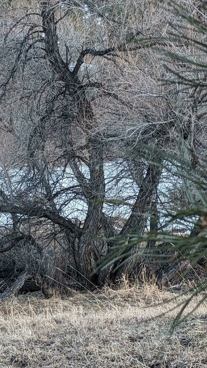 Find The Bobcat (Taken In My Backyard)