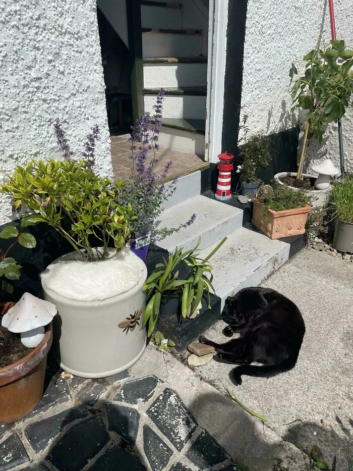 There Are Infact 2 Cats In This Pic