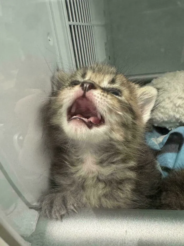 Im A Vet Tech And Was Told I Should Post My Patient Here.. Apparently My Coworker Wasnt Making The Formula Fast Enough For Him