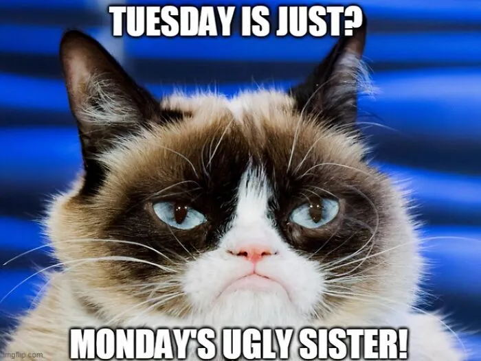 What Grumpy Cat Thinks About Tuesday