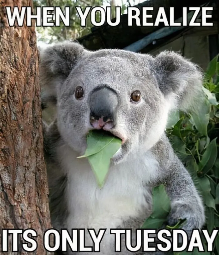 Koala with a surprised expression eating leaves, captioned "When you realize it's only Tuesday," illustrating happy Tuesday memes.
