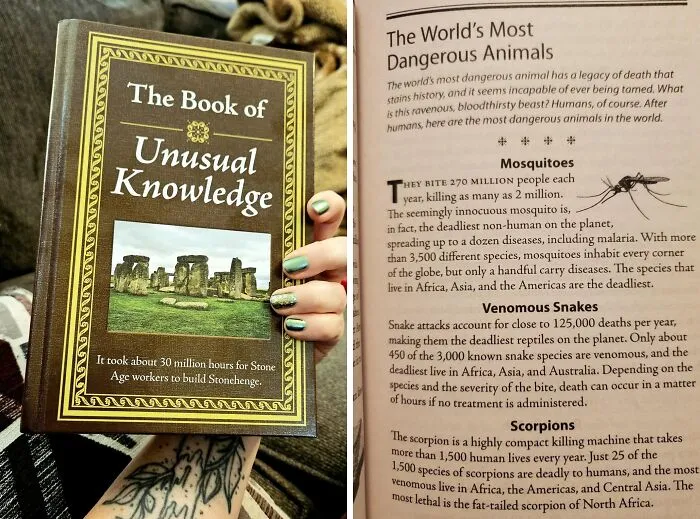 Seems Like We Have Some Curious Pandas Out There! <a Style="Display:inline;" Href="Https://Www.amazon.com/Unusual-Knowledge-Editors-Publications-International/Dp/1450845800?ie=utf8&linkcode=ll1&tag=bpdolphin-20&linkid=0466118c8cc6da5d2f1ea34c317527c7&language=en_us&ref_=as_li_ss_tl" Target="_blank"><span Style="Font: Inherit; Color: #d74b1f;"> The Book Of Unusual Knowledge</Span> Remains A Top Seller!