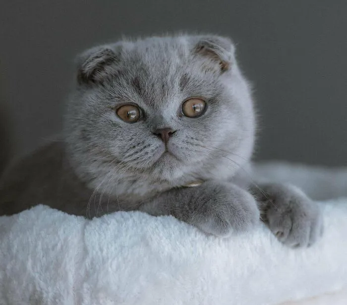 My Name Is Donut And I Would Like To Say Hi To All Of You