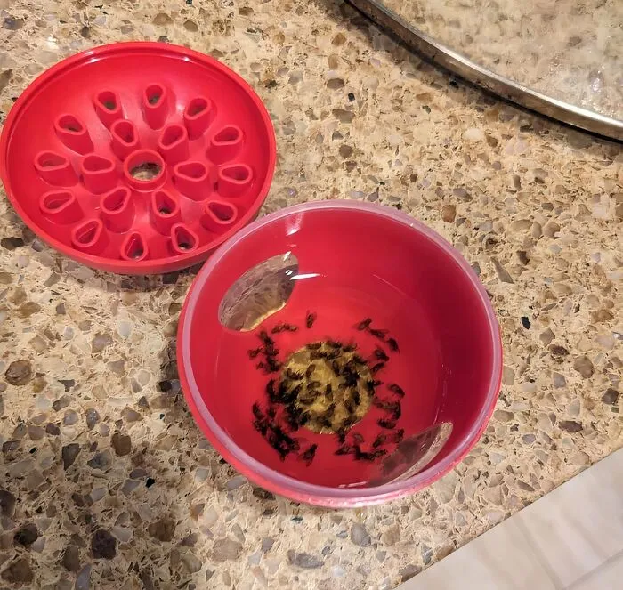 Fruit Flies Driving You Bananas?  <a Style="Display:inline;" Href="Https://Www.amazon.com/Terro-T2503sr-Ready-Indoor-Window/Dp/B01mrhxm0i?th=1&linkcode=ll1&tag=bplobster-20&linkid=ef9a53e5608e8f2dac8b5c0c456efda9&language=en_us&ref_=as_li_ss_tl" Target="_blank"><span Style="Font: Inherit; Color: #d74b1f;"> Ready-To-Use Indoor Fruit Fly Traps</Span> Have Got You Covered