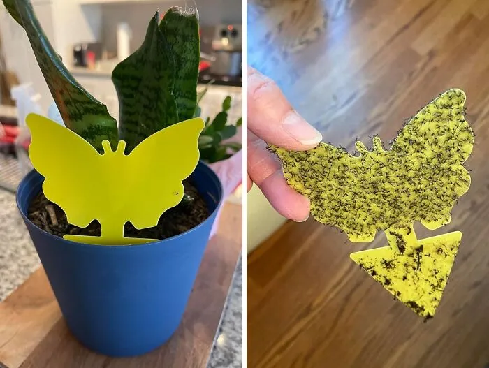 Pesky Gnats Ruining Your Plants?   <a Style="Display:inline;" Href="Https://Www.amazon.com/Mosqueda-Fruit-Traps-Sticky-Pack/Dp/B08mzn1k2y?th=1&linkcode=ll1&tag=bplobster-20&linkid=30abbd0e0c9001958308c584f6c89654&language=en_us&ref_=as_li_ss_tl" Target="_blank"><span Style="Font: Inherit; Color: #d74b1f;"> Yellow Sticky Bug Traps</Span> To The Rescue!