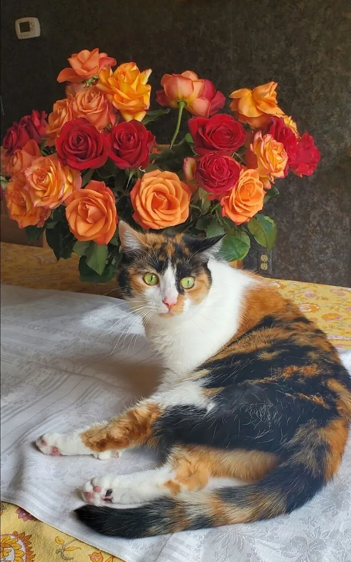 30 Times People Caught “Accidental Renaissance Cats” And Just Had To Share The Pics