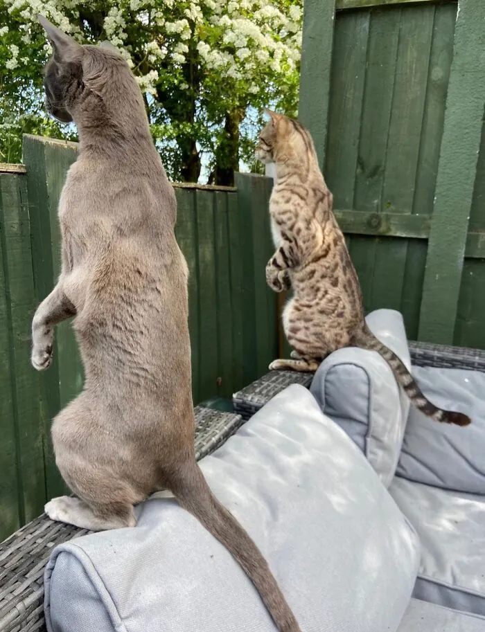 Highly Commended Winner: "Nosey Neighbours" By Emma Beardsmore