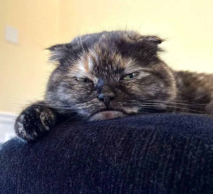 Moonpie Is Grompy