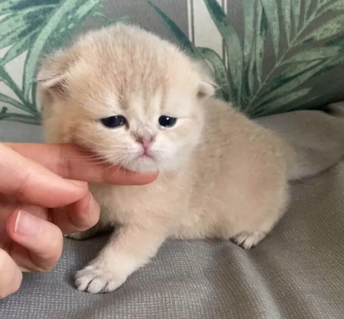 Can You Help Me Name My Cat (Scottish Fold Male)