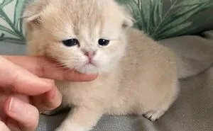 50 Pictures Of Scottish Folds That Are Cuteness Overload