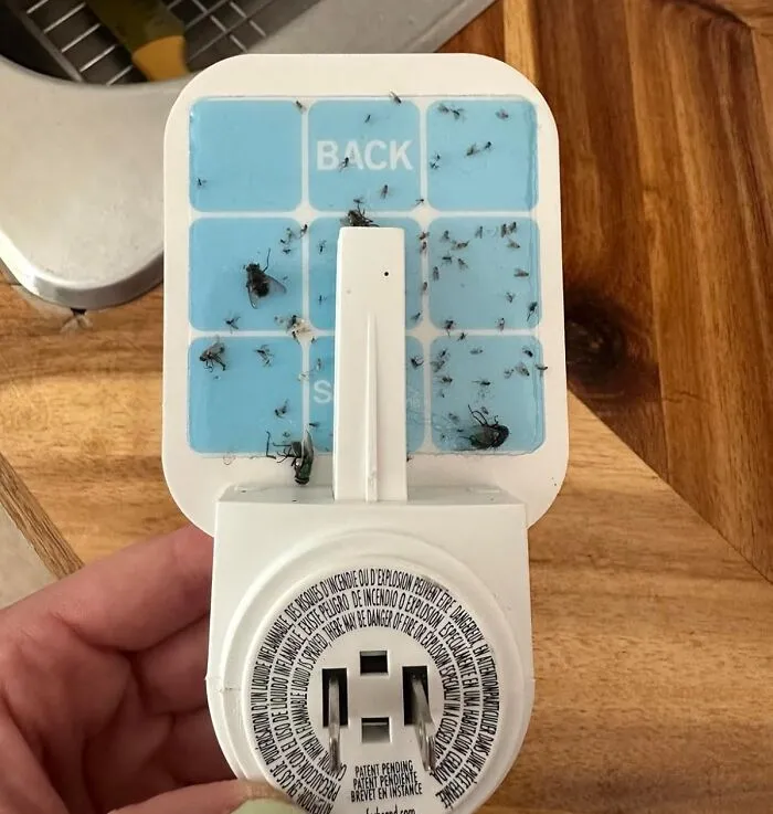 <a Style="Display:inline;" Href="Https://Www.amazon.com/Safer-Sh502-2sr-Indoor-Flying-Insects/Dp/B0cq8rstdw?ie=utf8&th=1&linkcode=ll1&tag=bpparrot-20&linkid=dc149ffa93bda636925f0817dc4e9313&language=en_us&ref_=as_li_ss_tl" Target="_blank"><span Style="Font: Inherit; Color: #d74b1f;"> Indoor Plug-In Fly Trap</Span>: Finally, A Fly Trap That Doesn't Look Like A Science Experiment!  